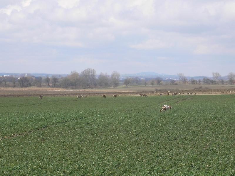 P3241266.JPG - Questa z Mešinské hájovny a neohrožené srnky