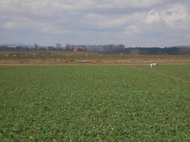 P3241273.JPG - Questa z Mešinské hájovny a neohrožené srnky