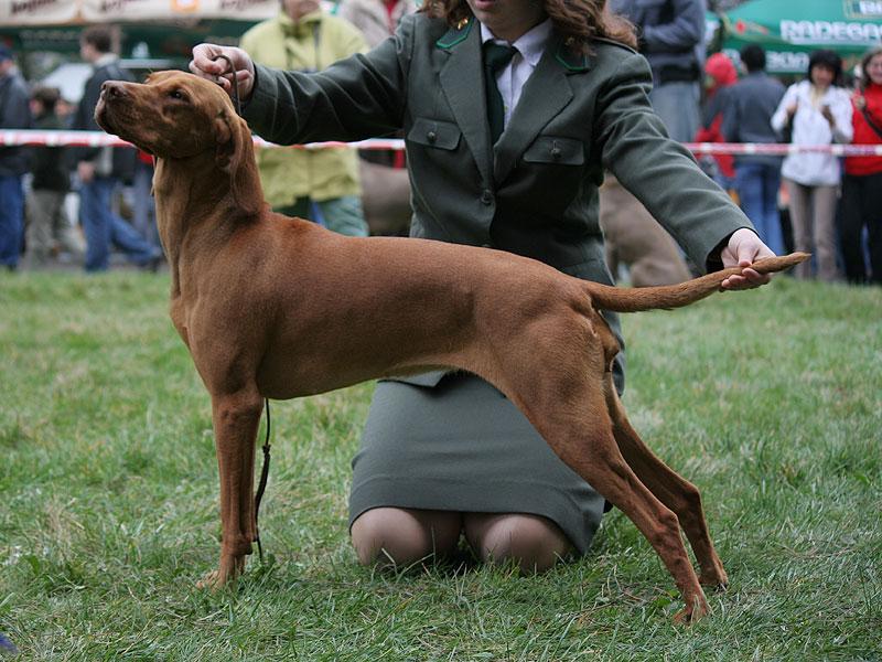 aneta_postoj3.jpg - Ch.Anett z Tišnovských revírů - V1,CAC + dokončen Český šampion