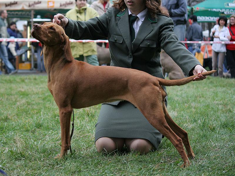 aneta_postoj4.jpg - Ch.Anett z Tišnovských revírů - V1,CAC + dokončen Český šampion