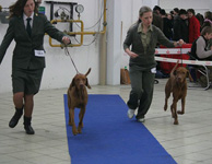 MVP Trenn 08 - CAC,Res.CACIB